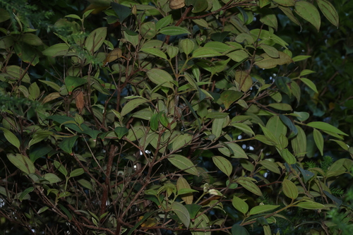 Rhodamnia rubescens, photograph 5