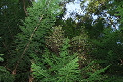 Rhodamnia rubescens, photograph (c) Greg Tasney, some rights reserved (CC BY-SA)