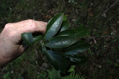 Endiandra muelleri, 2026-08-31