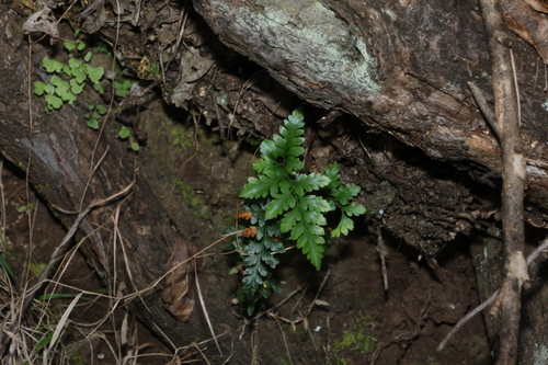Davallia pyxidata observed 2026-08-31