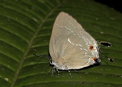 Strephonota caeruleus
