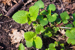 Lamium album