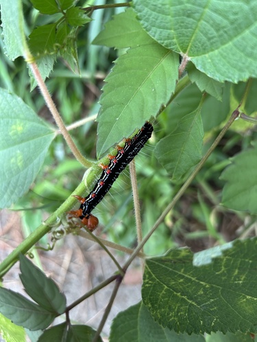 Ramie Moth