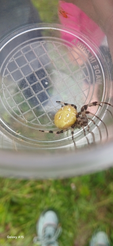 Four-spot Orbweaver