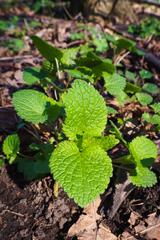 Lamium album