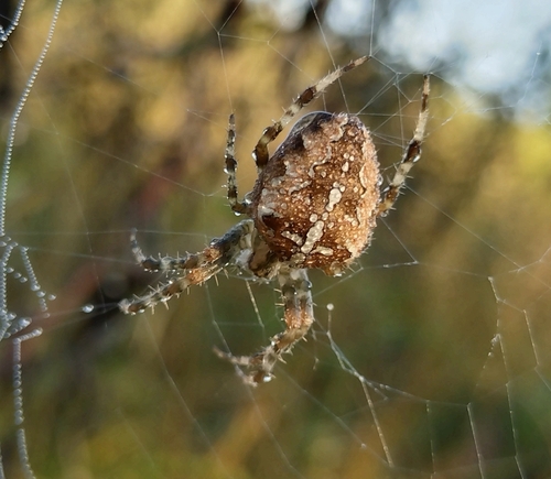 Cross Orbweaver