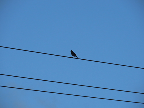 Aplonis tabuensis observed 2026-08-26