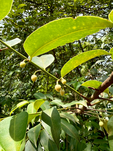 Adinandra dumosa observed 2026-08-31