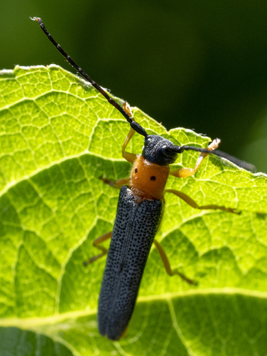 Oberea oculata