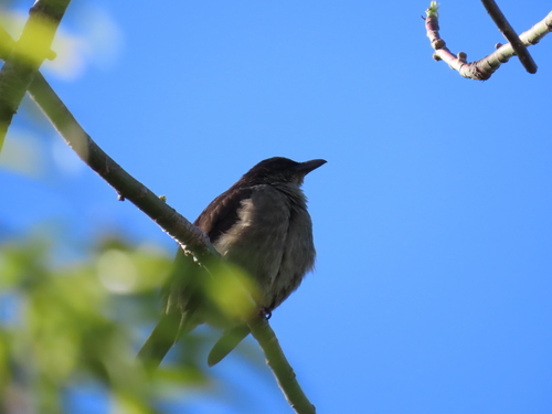 Aplonis tabuensis observed 2026-08-26