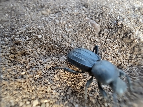 Scaurus striatus