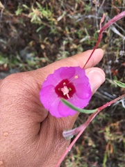 Clarkia gracilis tracyi