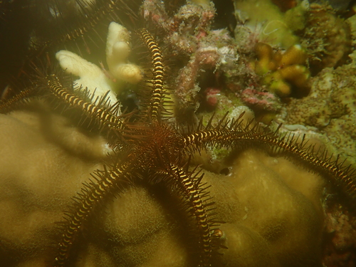 Ophiomastix janualis observed 2026-08-19