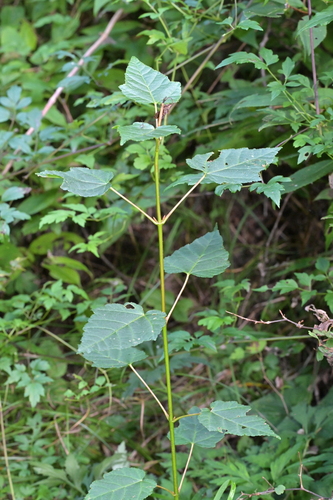 Acer davidii observed 2026-08-30