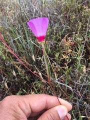 Clarkia gracilis tracyi