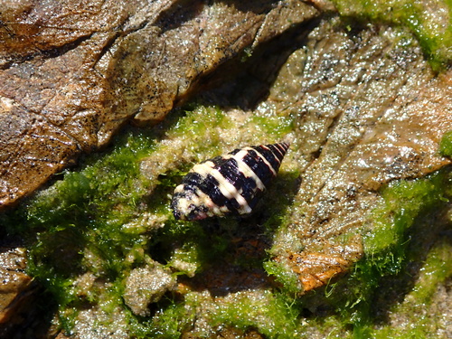 Engina zonalis observed 2026-08-29