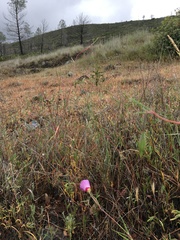 Clarkia gracilis tracyi