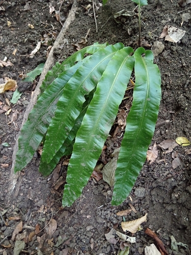 Hart's-tongue fern