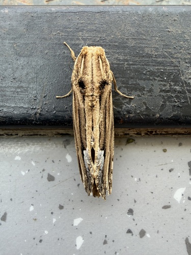 Duomitus ceramica