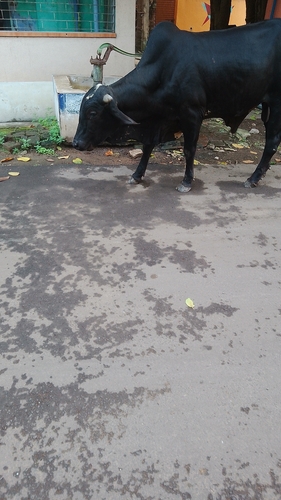 Indicine Cattle