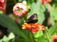 Pholisora mejicanus