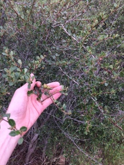 Ceanothus megacarpus
