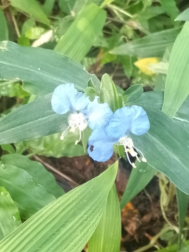whitemouth dayflower
