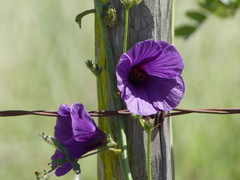 Hibiscus cannabinus