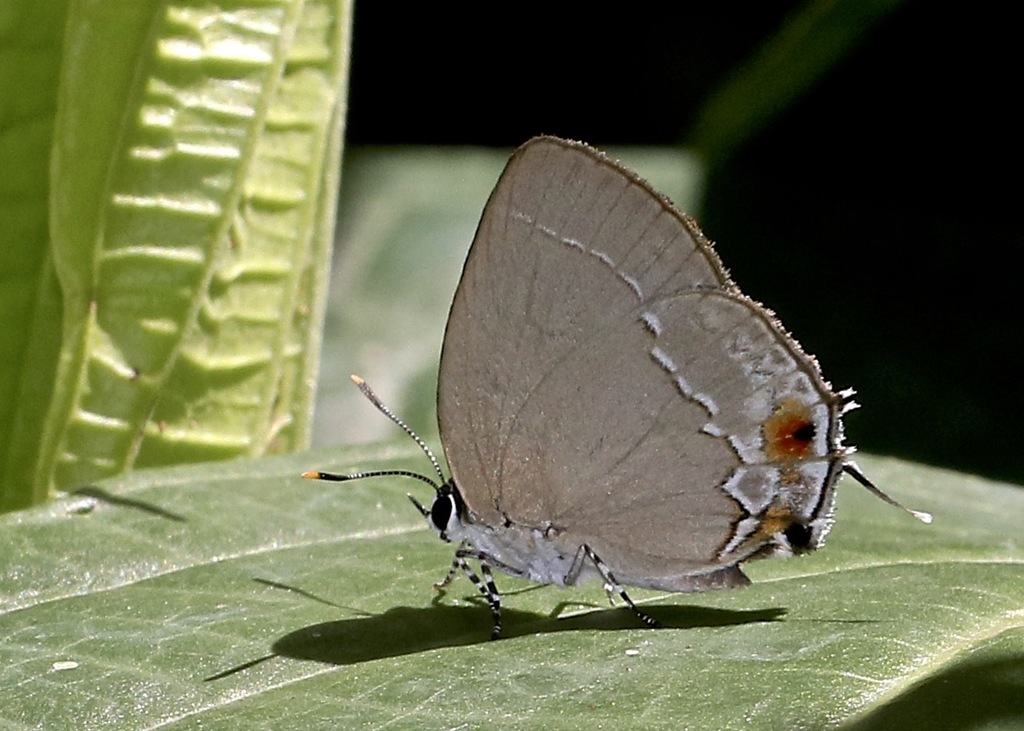 Ostrinotes empusa