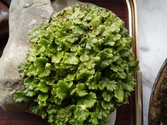 Marchantia polymorpha ruderalis