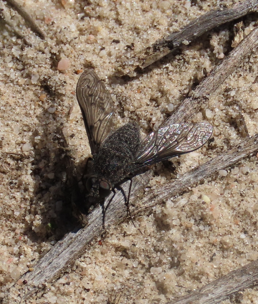 Aleucosia illota