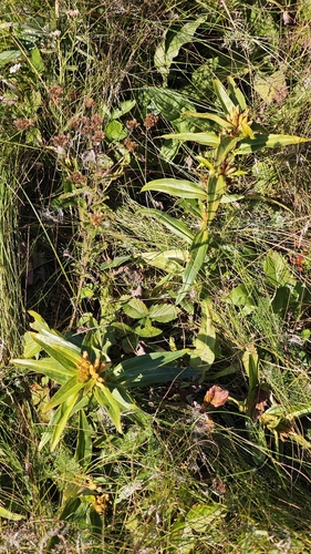 Cross Gentian