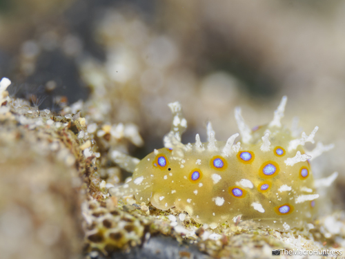 Stylocheilus longicauda observed 2026-06-29