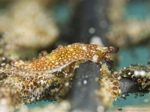 Elysia rufescens, 2026-06-29