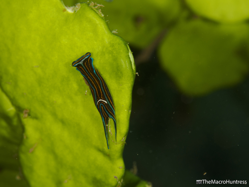 Chelidonura hirundinina, 2026-06-29