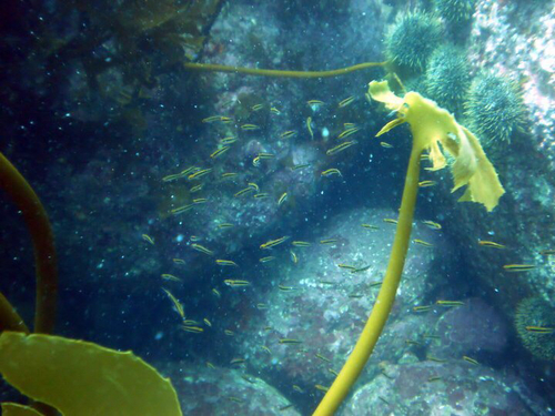 Forsterygion maryannae
