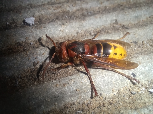 European Hornet