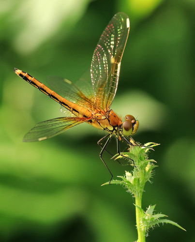 Geltonsparnė skėtė nuotrauka