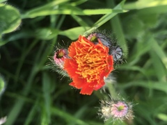 Pilosella aurantiaca