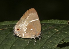 Michaelus phoenissa