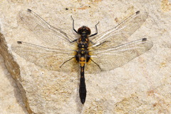 Leucorrhinia caudalis