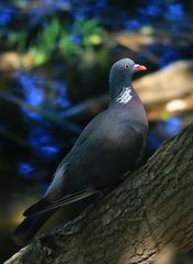 Columba palumbus