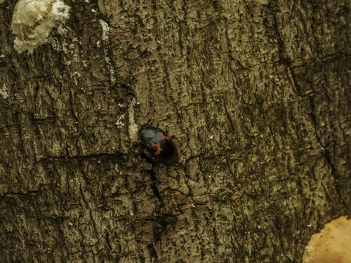 Aulacochilus observed 2026-08-29