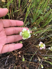 Castilleja rubicundula rubicundula