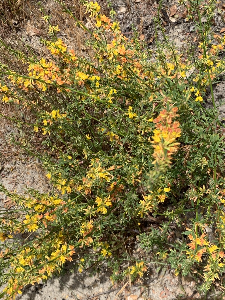 deervetch (Fabaceae (Pea) of the Pacific Northwest) · iNaturalist