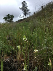 Castilleja rubicundula rubicundula