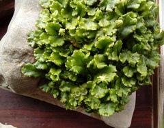 Marchantia polymorpha ruderalis