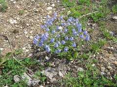 Veronica prostrata