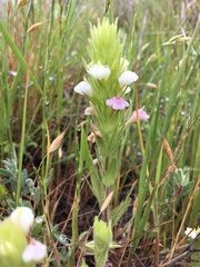 Castilleja rubicundula rubicundula