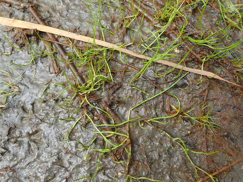 Pillwort
